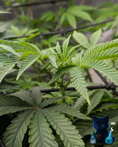 FEM 11 Photo Tester - Catlife420. Week 9 - 12-26
Day 63
Day 17