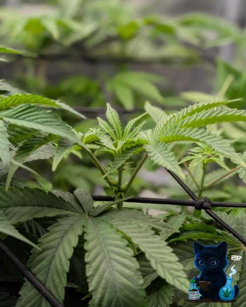 FEM 11 Photo Tester - Catlife420. Week 9 - 12-26
Day 63
Day 17