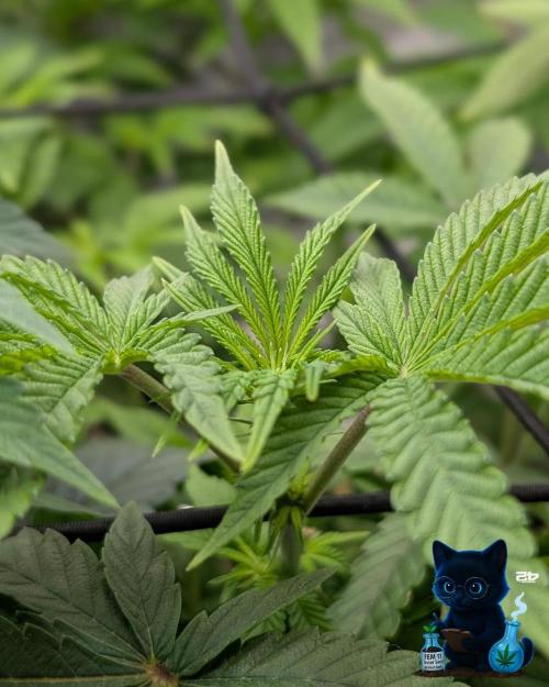 FEM 11 Photo Tester - Catlife420. Week 9 - 12-26
Day 63
Day 17