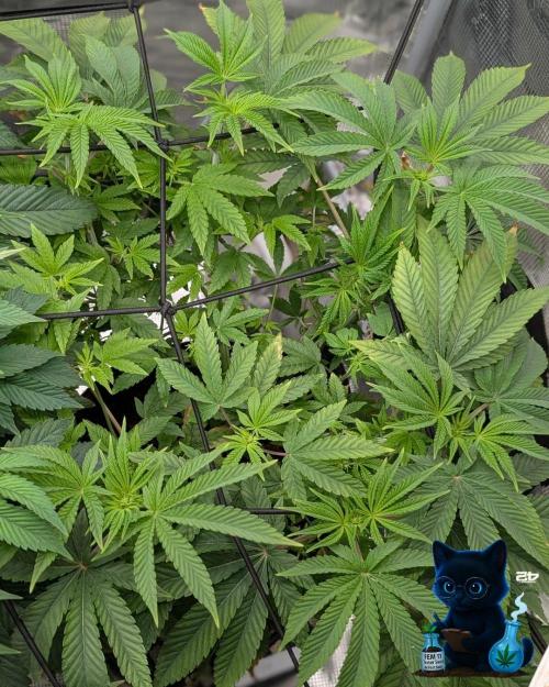 FEM 11 Photo Tester - Catlife420. Week 9 - 12-26
Day 63
Day 17