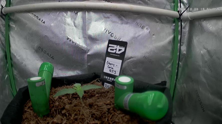 Cherry Cola RF3 to wash it down