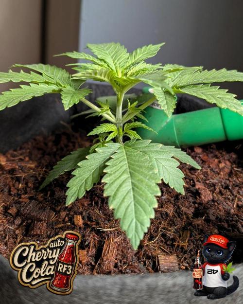 Cherry Cola RF3 to wash it down. Week 3