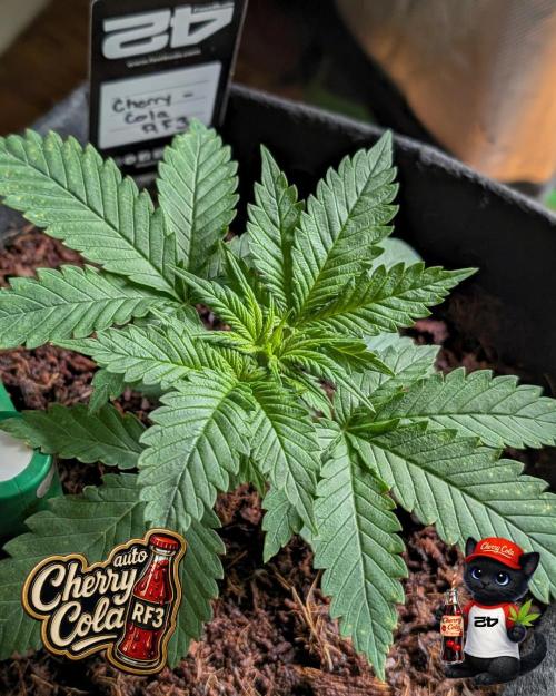 Cherry Cola RF3 to wash it down. Week 3