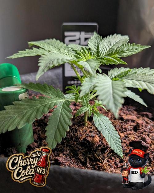 Cherry Cola RF3 to wash it down. Week 3