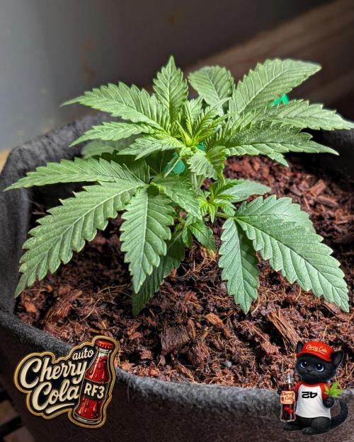 Cherry Cola RF3 to wash it down. Week 3