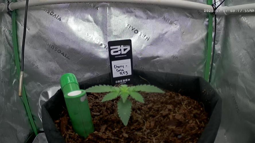 Cherry Cola RF3 to wash it down