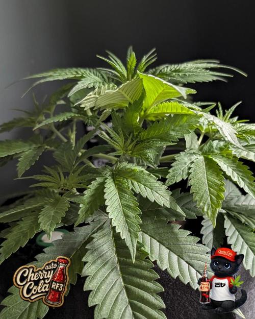 Cherry Cola RF3 to wash it down. Week 4