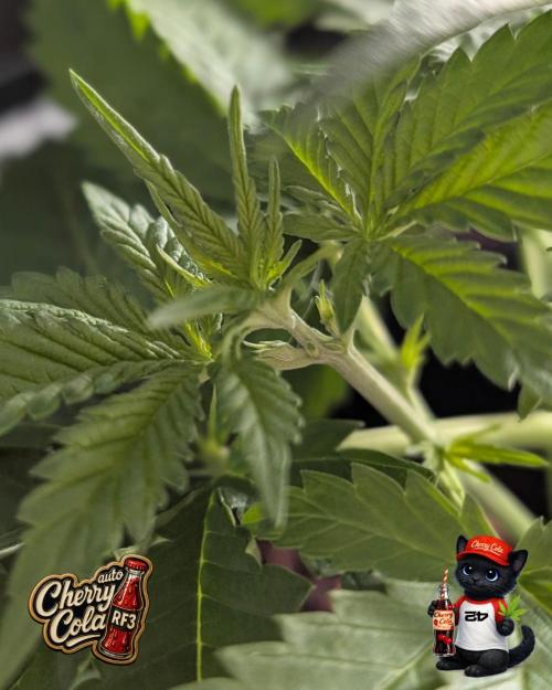 Cherry Cola RF3 to wash it down. Week 4