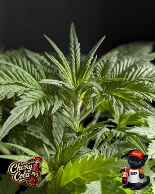 Cherry Cola RF3 to wash it down. Week 4