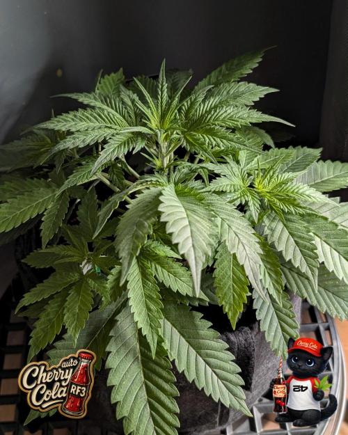 Cherry Cola RF3 to wash it down. Week 4