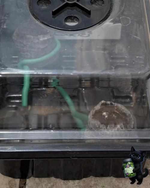 Eternity 2026. Week 0