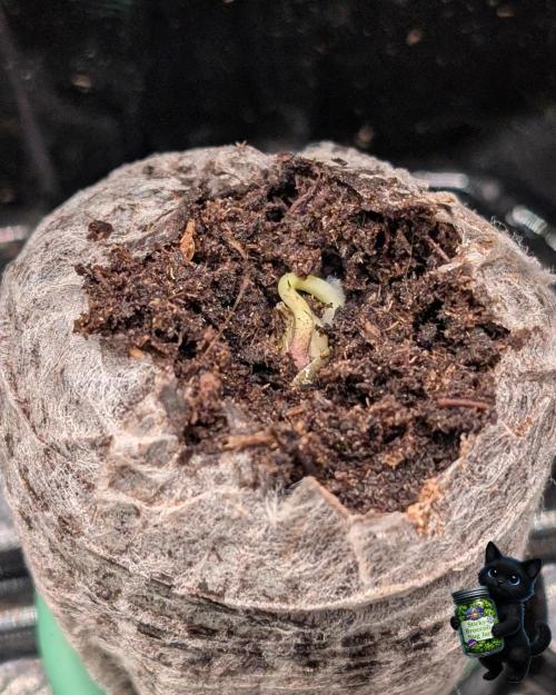 Eternity 2026. Week 0