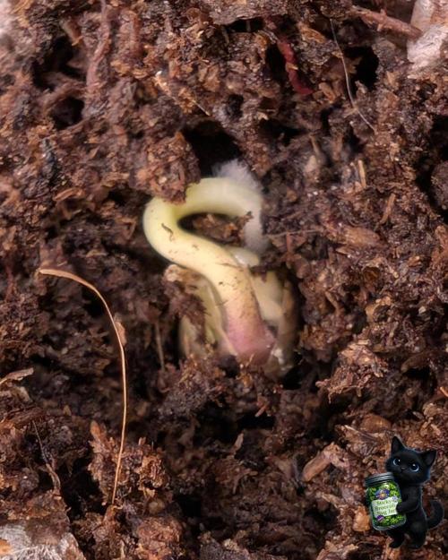 Eternity 2026. Week 0