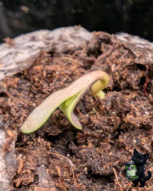 Eternity 2026. Week 0