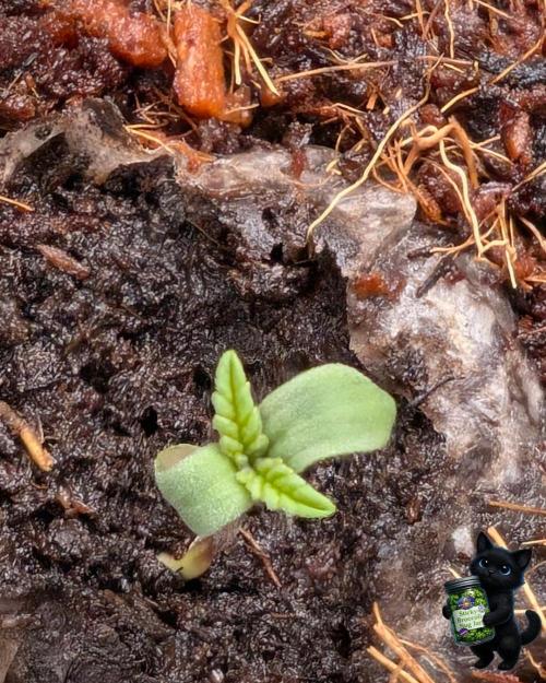 Eternity 2026. Week 0