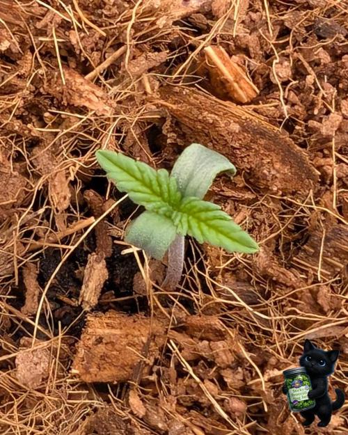 Eternity 2026. Week 0