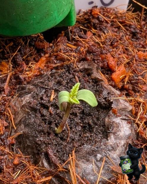 Eternity 2026. Week 0