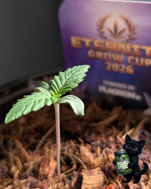 Eternity 2026. Week 1