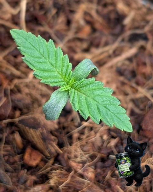 Eternity 2026. Week 1