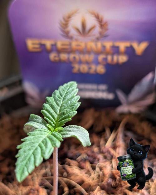 Eternity 2026. Week 1