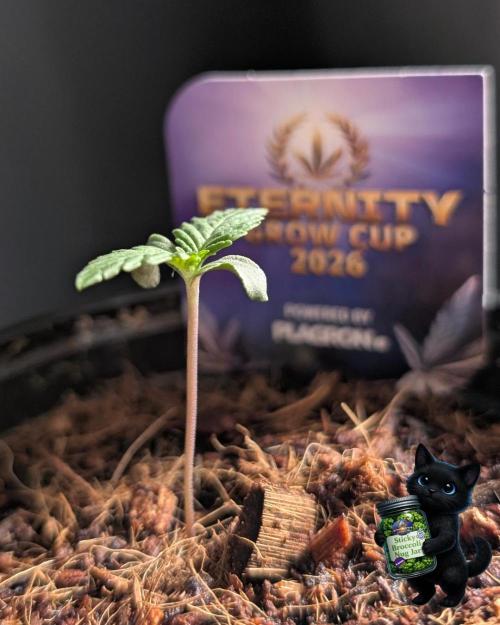 Eternity 2026. Week 1