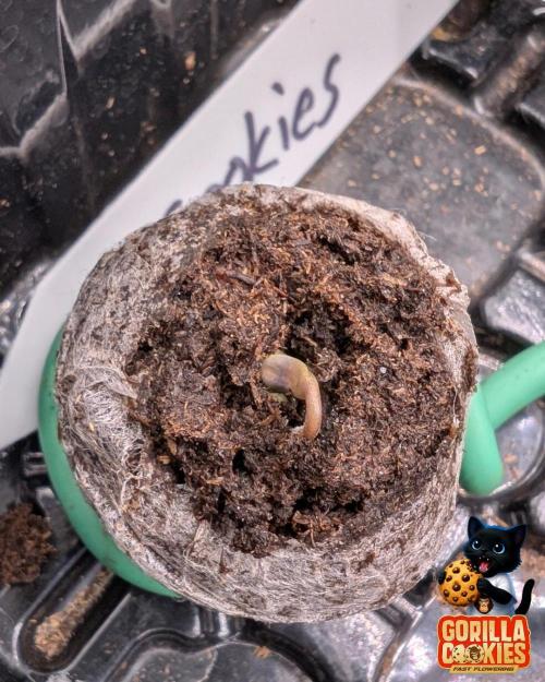 Fast Gorilla Cookies. Week 0