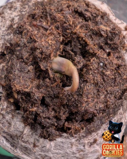 Fast Gorilla Cookies. Week 0