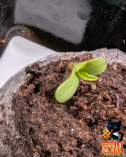 Fast Gorilla Cookies. Week 0