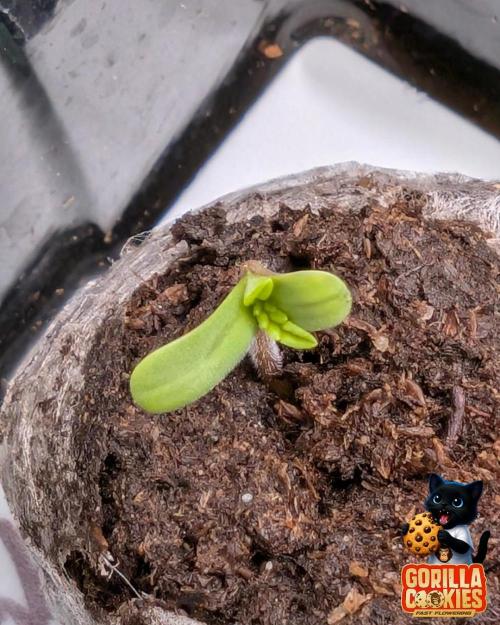 Fast Gorilla Cookies. Week 0