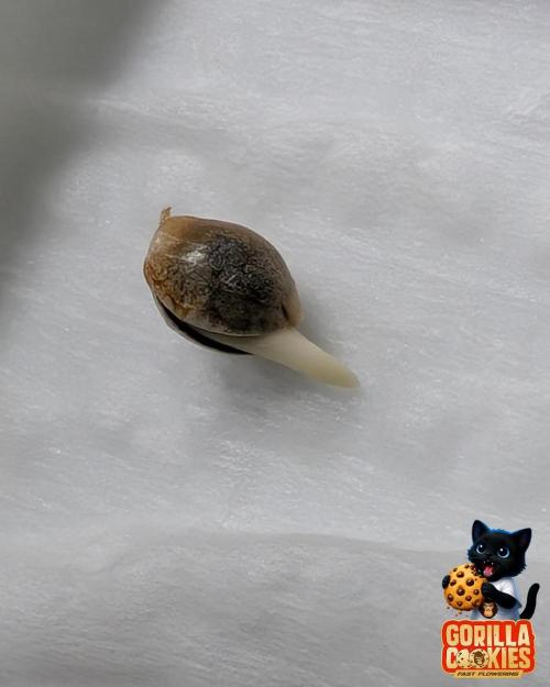 Fast Gorilla Cookies. Week 0