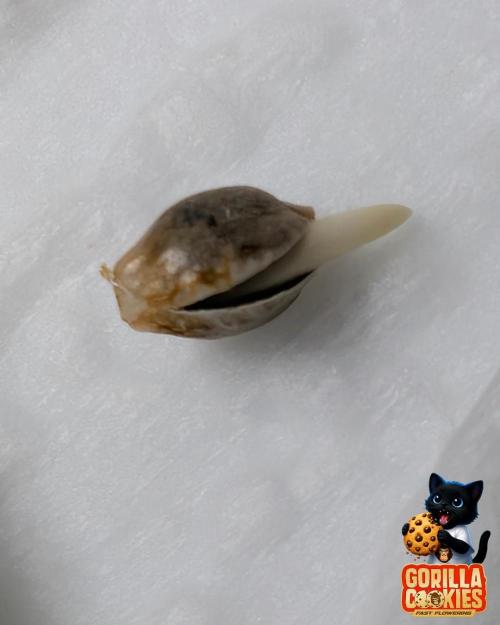 Fast Gorilla Cookies. Week 0