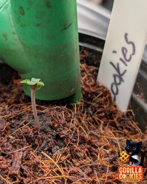 Fast Gorilla Cookies. Week 0