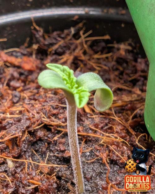 Fast Gorilla Cookies. Week 0