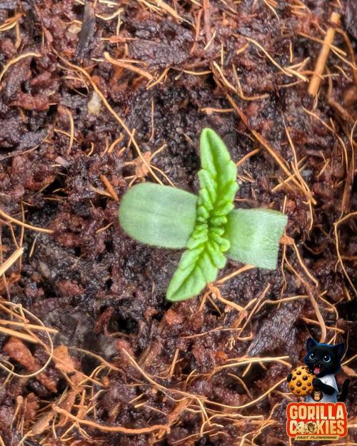 Fast Gorilla Cookies. Week 0
