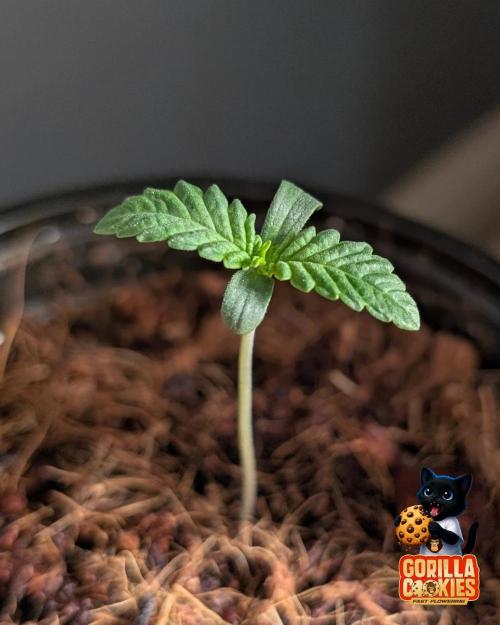 Fast Gorilla Cookies. Week 1