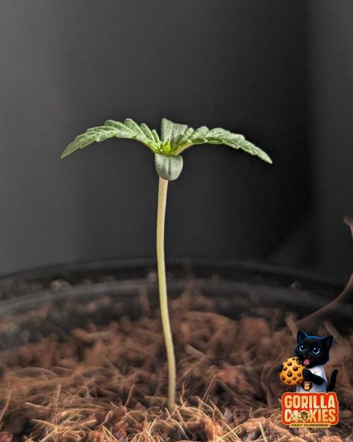 Fast Gorilla Cookies. Week 1