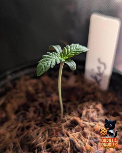 Fast Gorilla Cookies. Week 1