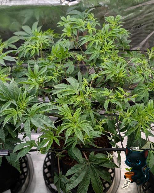 FEM 9 Photo Tester - Catlife420. Week 10 - 12-27
Day 64
Day 18