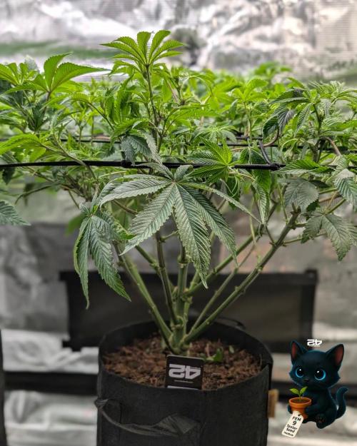 FEM 9 Photo Tester - Catlife420. Week 10 - 12-27
Day 64
Day 18