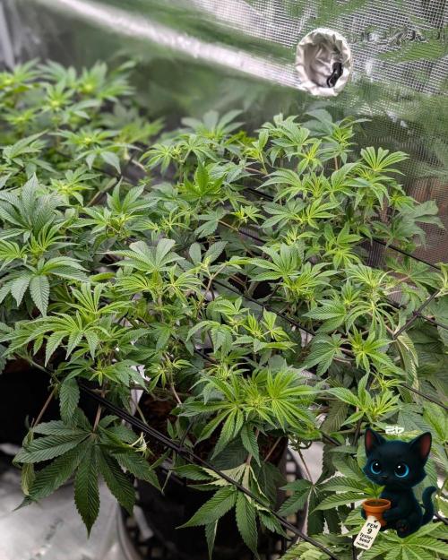 FEM 9 Photo Tester - Catlife420. Week 10 - 12-27
Day 64
Day 18