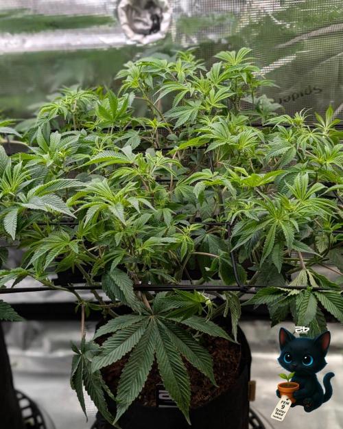 FEM 9 Photo Tester - Catlife420. Week 10 - 12-27
Day 64
Day 18