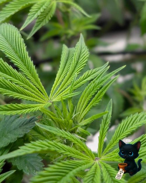 FEM 9 Photo Tester - Catlife420. Week 10 - 12-27
Day 64
Day 18