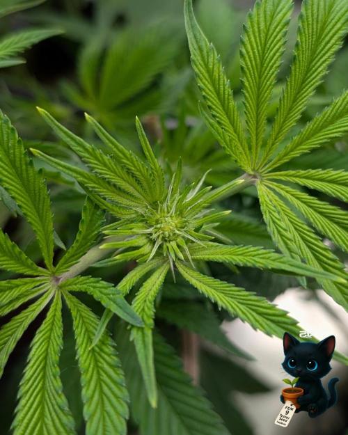 FEM 9 Photo Tester - Catlife420. Week 10 - 12-27
Day 64
Day 18