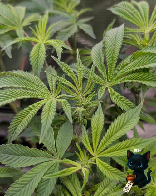 FEM 9 Photo Tester - Catlife420. Week 10 - 12-27
Day 64
Day 18