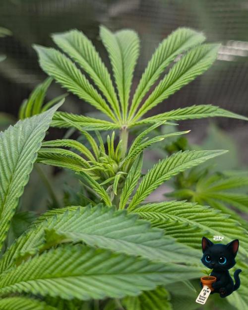 FEM 9 Photo Tester - Catlife420. Week 10 - 12-27
Day 64
Day 18