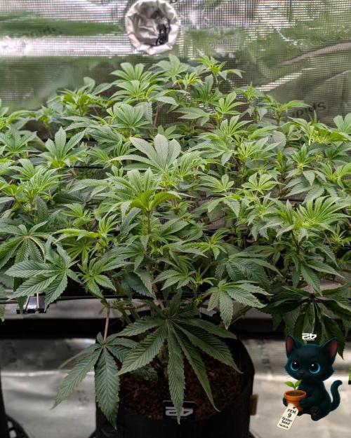 FEM 9 Photo Tester - Catlife420. Week 10 - 12-28
Day 65
Day 19