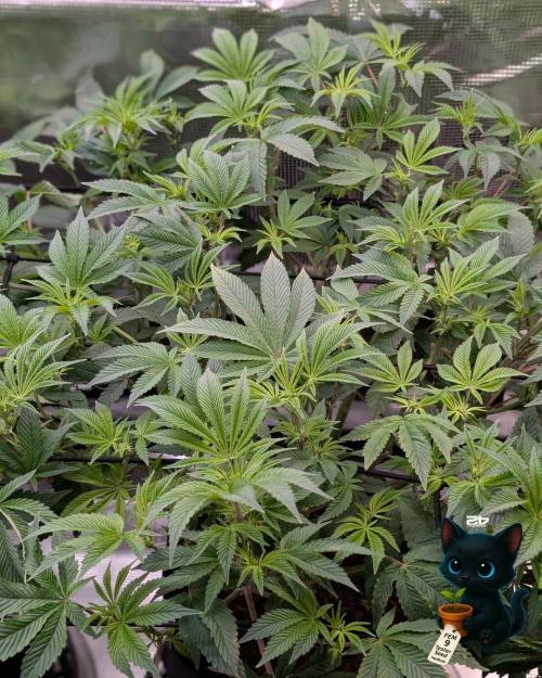 FEM 9 Photo Tester - Catlife420. Week 10 - 12-28
Day 65
Day 19