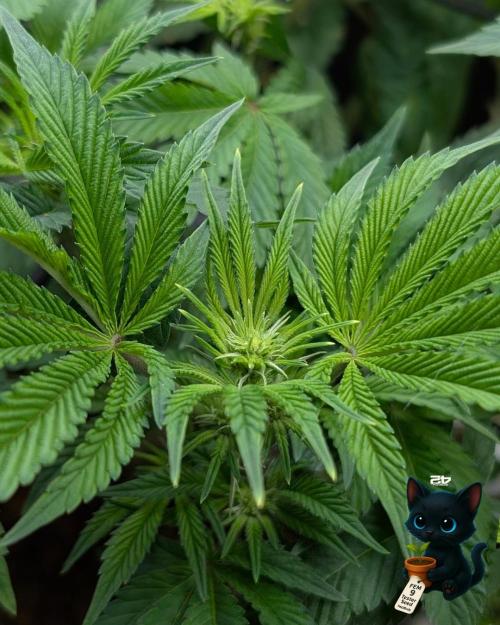 FEM 9 Photo Tester - Catlife420. Week 10 - 12-28
Day 65
Day 19