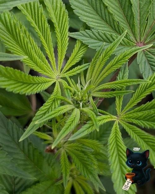 FEM 9 Photo Tester - Catlife420. Week 10 - 12-28
Day 65
Day 19