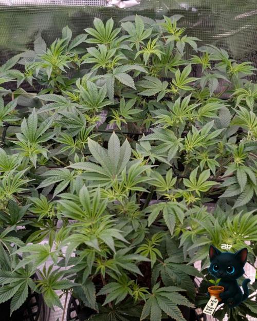 FEM 9 Photo Tester - Catlife420. Week 10 - 12-28
Day 65
Day 19